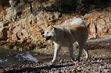 AKITA INU 260